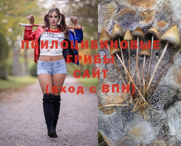 прущие грибы Аркадак